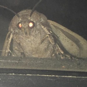 the-moth-meme-all-started-on-reddit